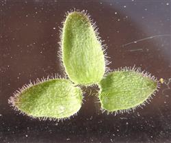  Sepals-Inner View